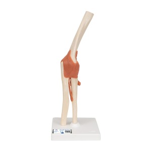 고급형 팔꿈치관절(주관절) 모형 Deluxe Functional Elbow Joint Model A83/1 [1000166]