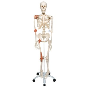 전신골격 모형 ‘레오’ Skeleton Leo joint ligaments, on a metal stand with 5 casters A12 [1020175]