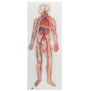 인체 순환계 시스템 Circulatory System G30 [1000276]