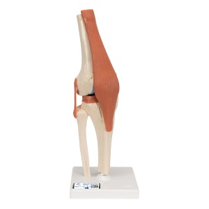 고급형 무릎관절(슬관절) 모형 Deluxe Functional Knee Joint Model A82/1 [1000164]