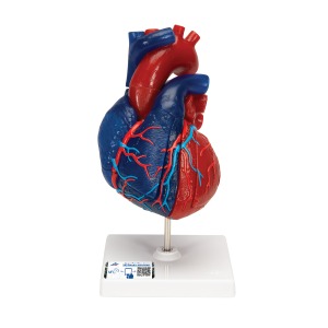 심장모형 Heart Model G01/1 [1010007]