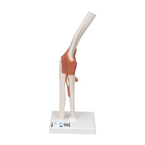 팔꿈치관절(주관절) 모형 Functional Elbow Joint A83 [1000165]