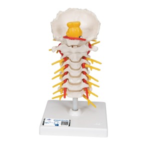 경추 모형 Cervical Spinal Column A72 [1000144]