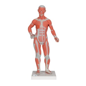 실물 크기 1/4 전신근육모형 2파트 1/4 Life-Size Muscle Figure 2-part B59 [1000212]