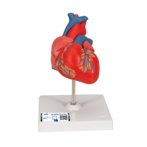 기본형 심장모형 2-파트 Classic Heart 2-part G08 [1017800]