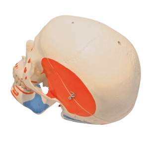 전신골격모형용 근육 표시와구멍이 있는 두개골 Skeleton: Skull/muscle/hole XA023  [1020654]