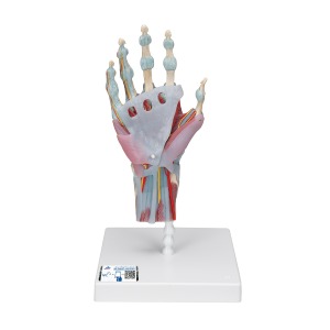 인대와 근육이 부착된 손 골격 Hand Skeleton Model with Ligaments and Muscles M33/1 [1000358]
