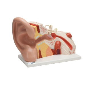 대형 귀 모형, 실물 크기 5배, 3파트 Giant Ear, 5 times full-size, 3 part VJ513 [1008553]