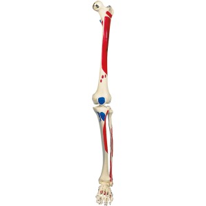 전신골격모형용 다리, 근육, 왼쪽 Skeleton: Leg + muscle, left A11, A13 XA013 [1020644]