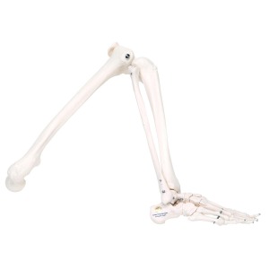전신골격모형용 다리, 오른쪽 Skeleton: Leg(unpainted),right XA010 [1020641]