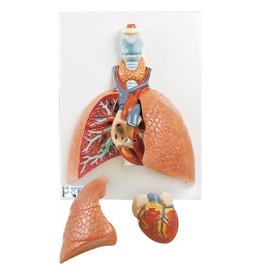 호흡기계모형 (후두가 포함된 폐 모형) Lung Model with Larynx 5 part VC243 [1001243]