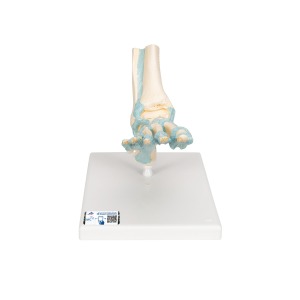 발목골격인대 모형 Foot Skeleton Model with Ligaments M34 [1000359]