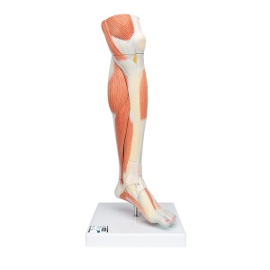 무릎이 있는 근육 다리모형 3-파트 Lower Muscle Leg with detachable Knee 3 part Life Size M22 [1000353]