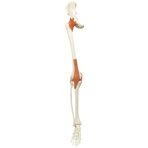 전신골격모형용 다리, 인대 오른쪽 Skeleton: Leg+ligaments right A12, A12/1 XA012 [1020643]