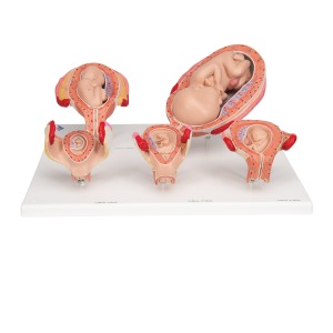 [특별할인] 임신 모형 시리즈 Standard 3B Scientific® Pregnancy Series 5 Models L11/9 [1018633]