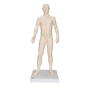 침술모형 (남성) Acupuncture Model male N30 [1000378]
