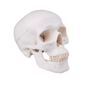 전신골격모형용 구멍이 있는 두개골 Skeleton: Skull with drill hole XA025 [1020656]