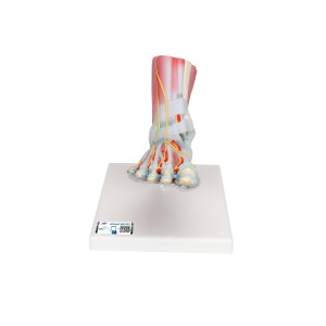 인대와 근육이 부착된 발골격모형 Foot Skeleton Model with Ligaments and Muscles M34/1[1019421]