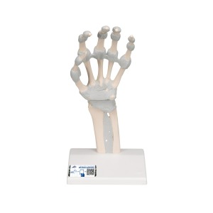 손 골격 (탄력있는 인대 포함) Hand skeleton with elastic ligaments M36 [1013683]