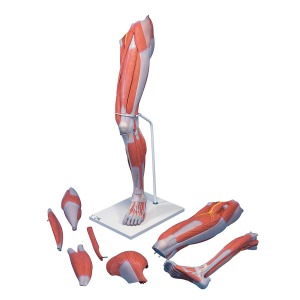 근육 다리모형 7-파트 Deluxe Muscle Leg 7 part Life Size M21 [1000352]