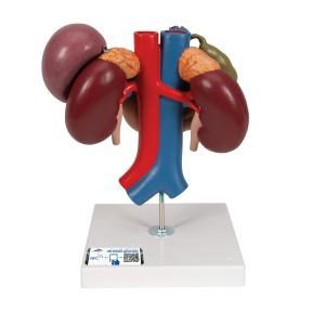 신장과 상복부의 내분비 기관 모형 Kidneys with Rear Organs of the Upper Abdomen 3 Part K22/3 [1000310]