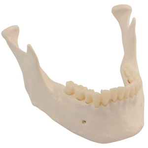 두개골용 치아가 있는 아래턱 Skull: Lower Jaw with teeth XA024 [1020655]