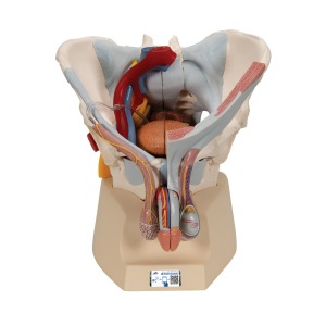 인대 혈관 신경 골반 기저부 기관이 있는 남성 골반모형 7-파트 H21/3 [1013282]