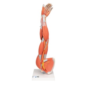 [특별할인] 근육분리 팔 모형, 3/4크기, 6 파트 분리형 Muscle Arm 6 part 3/4 Life Size M10 [1000015]