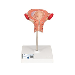 3개월의 태아 모형 Fetus Model, 3rd Month L10/3 [1000324]