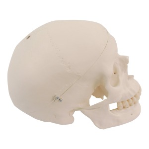 전신골격모형용 구멍이 있는 두개골 Skeleton: Skull with hole A10,A10/5 XA022 [1020653]