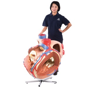 대형 심장모형, 실제크기 8배 Giant Heart, 8 times life size VD250 [1001244]