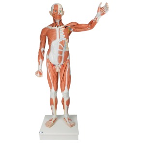 전신근육모형(전신근육 37분리) Life size Male Muscular Figure 37-part VA01 [1001235]