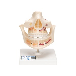 성인 치열 모형 Adult Dentures VE281 [1001247]