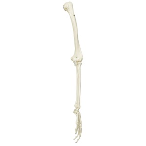 전신골격모형용 팔, 왼쪽 Skeleton: Arm(unpainted),left XA015 [1020646]