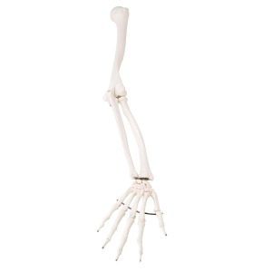 전신골격모형용 팔, 오른쪽 Skeleton: Arm(unpainted), right XA014 [1020645]