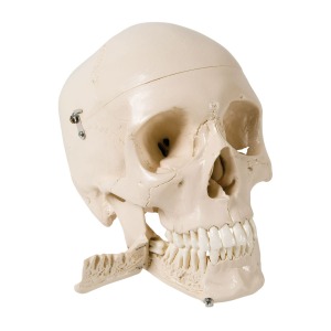 발치 가능한 두개골 모형 4파트 분리형 Skull Model with Teeth for Extraction 4 part W10532 [1003625]