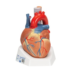 성인 심장모형 7-파트 Heart 7 part VD253 [1008548]
