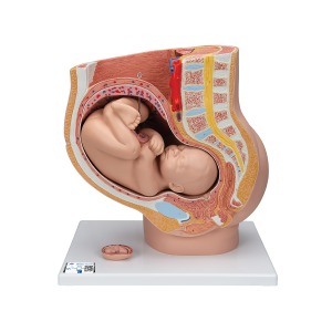 임신 여성의 골반 모형 3 파트 분리 Pregnancy Pelvis 3 part L20 [1000333]