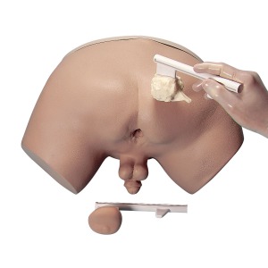 전립선 검사 시뮬레이터 Prostate Examination Simulator W44014 [1005594]