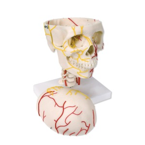 신경혈관 두개골 모형 Neurovascular Skull Model W19018 [1005108]
