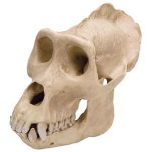 고릴라 두개골(Gorilla gorilla) 수컷 모형 Gorilla Skull (Gorilla gorilla) Male Replica VP762/1 [1001301]