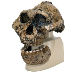 오스트랄로피테쿠스 보이세이 두개골 모형 Replica Australopithecus Boisei Skull VP755/1 [1001298]