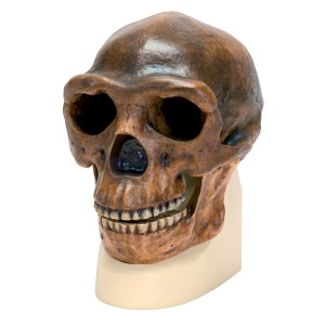 [특별할인] 호모 에렉투스 페키네시스 두개골 모형 Replica Homo Erectus Pekinensis Skull (Weidenreich, 1940) VP750/1 [1001293]