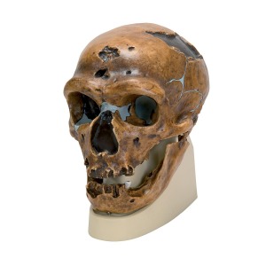 라샤펠오생호모 (사피엔스) 네안데르탈렌시스 두개골 모형 Replica Homo Neanderthalensis Skull (La Chapelle-aux-Saints 1) VP751/1 [1001294]