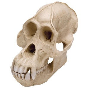 오랑우탄 두개골(Pongo pygmaeus) 수컷 모형 Orangutan Skull (Pongo pygmaeus) Male Replica VP761/1 [1001300]