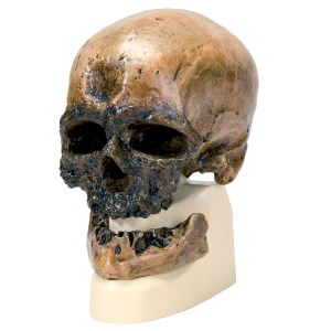 호모 사피엔스 두개골 모형 (크로마뇽인) Replica Homo Sapiens Skull (Crô-Magnon) VP752/1 [1001295]