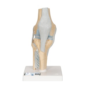 무릎관절 단면모형 3 파트 분리 Sectional Knee Joint Model 3 part A89 [1000180]