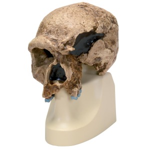 Replica Homo steinheimnensis Skull (Berkhemer, 1936) VP753/1 [1001296]