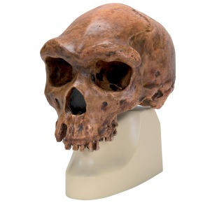 Replica Homo rhodesiensis Skull (Broken HillŸ Woodward, 1921) VP754/1 [1001297]