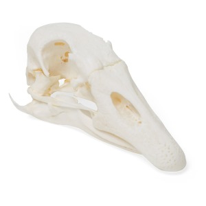 거위 두개골 모형 Goose Skull (Anser anser domesticus) Specimen T30042 [1021035]
